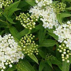 Спирея японская "Альбифлора" (Albiflora)