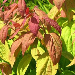 Спирея японская "Макрофилла" (Macrophylla)