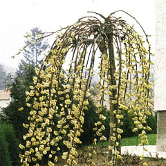 Ива козья "Килмарнок" (Kilmarnock)