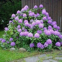 Рододендрон гибридный "Катевбинс Грандифлорум" (Catawbiense Grandiflorum)