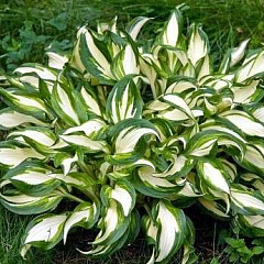 Хоста волнистая "Медиовариегата" (Mediovariegata)