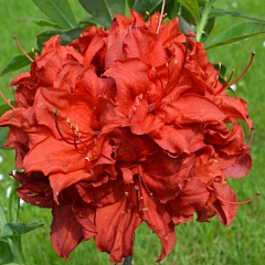 Рододендрон листопадный "Долоросо" (Dolorosso)